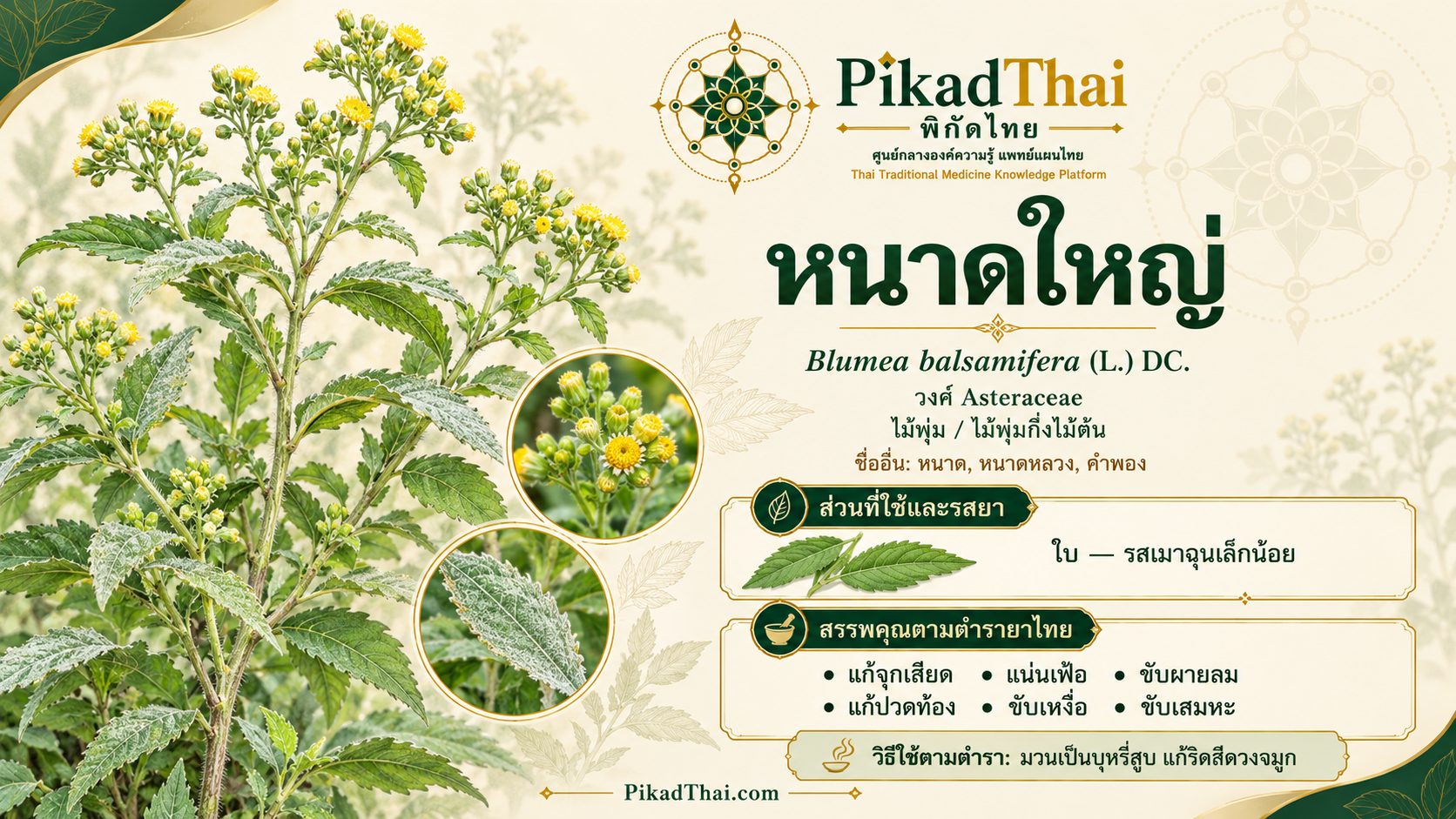 หนาดใหญ่