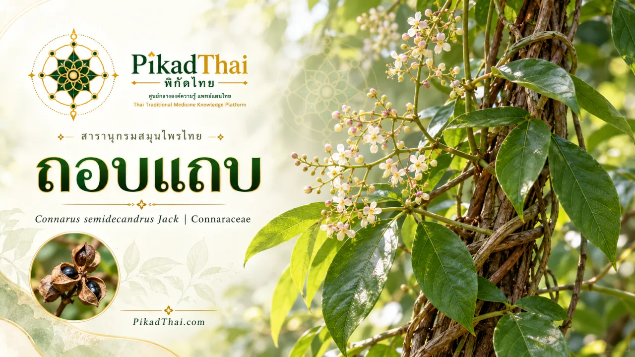 ถอบแถบ (ถอบแถบเครือ)