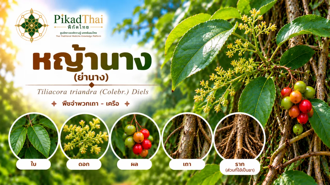หญ้านาง (ย่านาง)