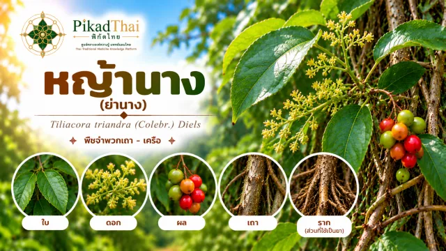 หญ้านาง (ย่านาง)