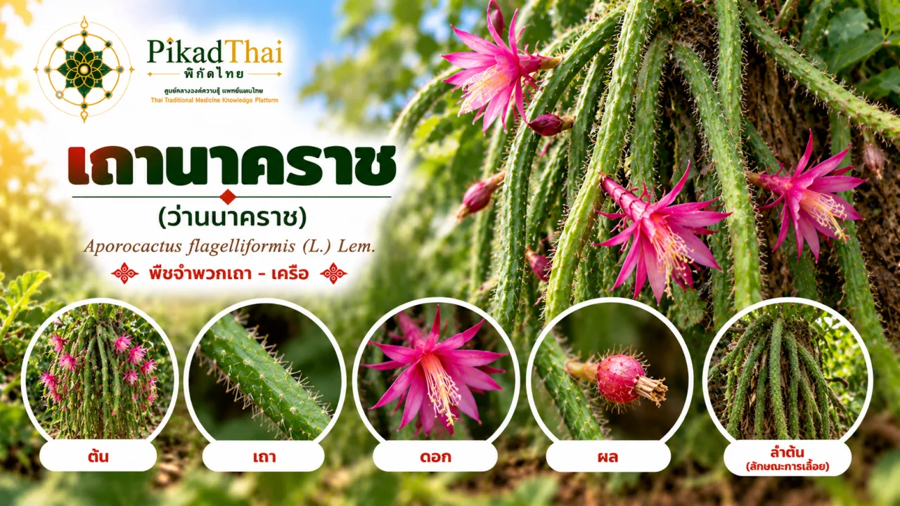 เถานาคราช (ว่านนาคราช)