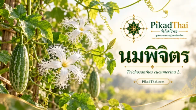 นมพิจิตร