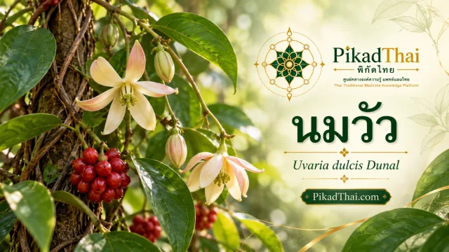 นมวัว
