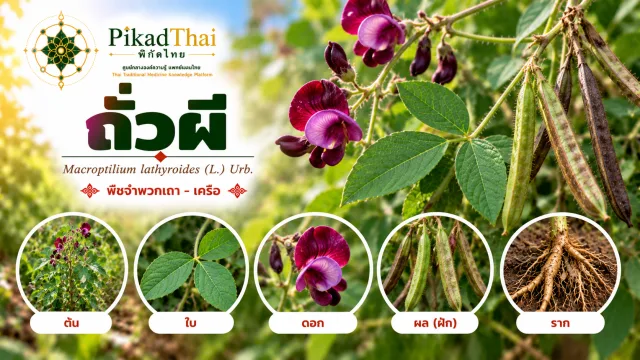 ถั่วผี