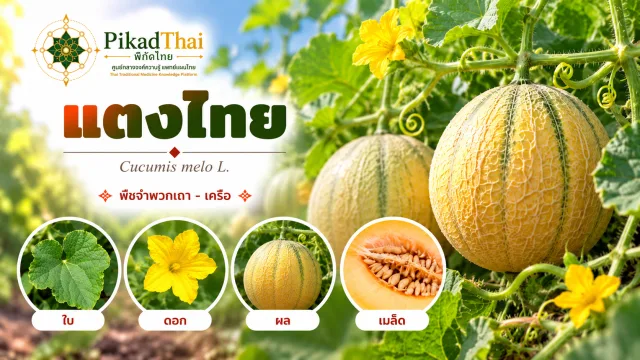 แตงไทย