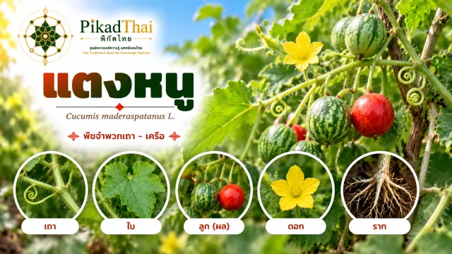 แตงหนู