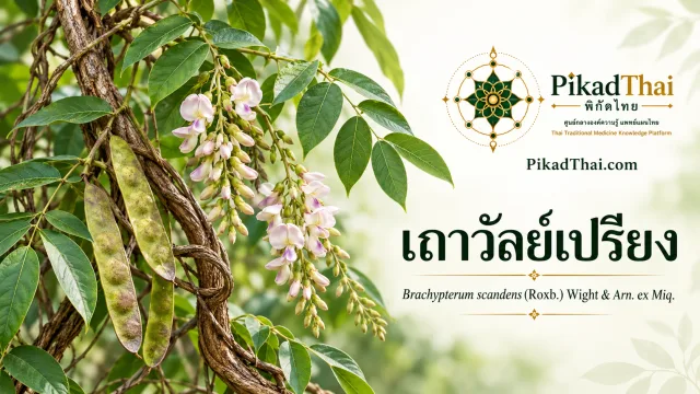 เถาวัลย์เปรียง