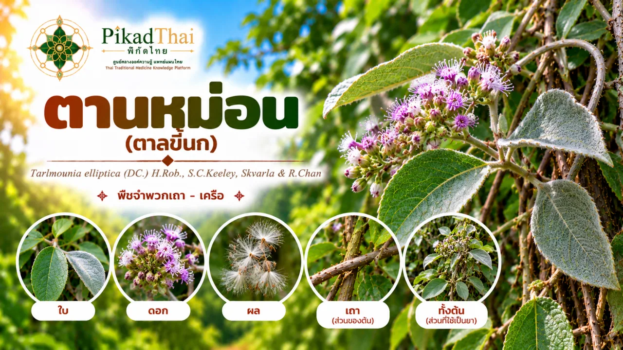 ตานหม่อน (ตาลขี้นก)