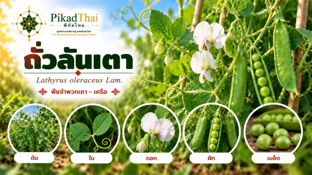 ถั่วลันเตา