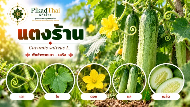 แตงร้าน