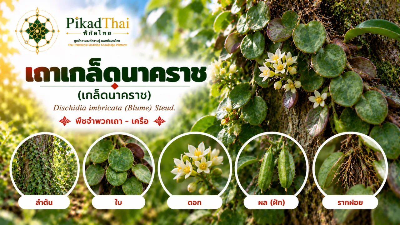 เถาเกล็ดนาคราช (เกล็ดนาคราช)