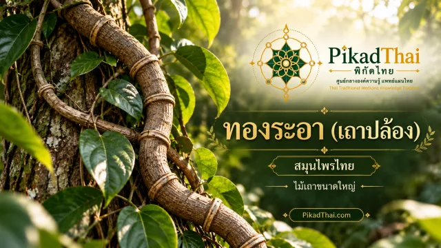 ทองระอา (เถาปล้อง)