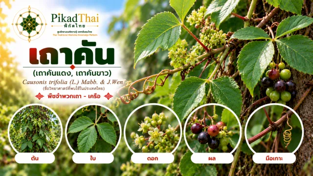 เถาคัน (เถาคันแดง, เถาคันขาว)