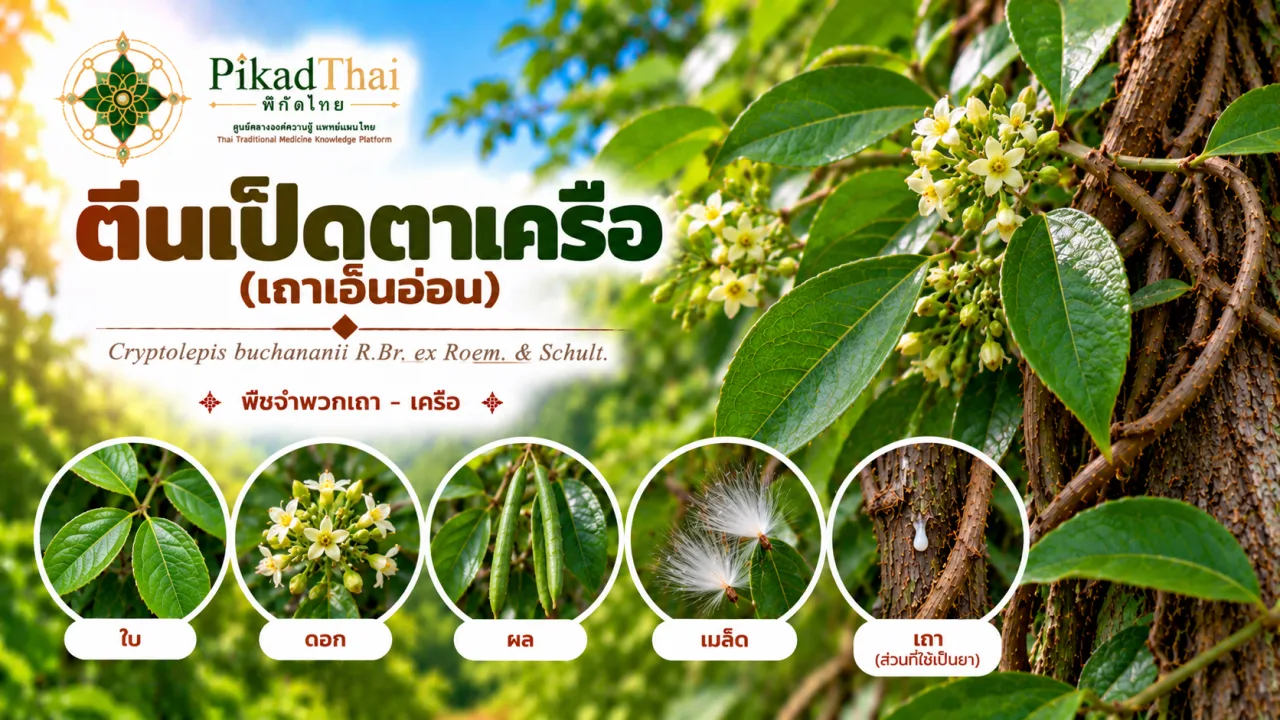 ตีนเป็ดตาเครือ (เถาเอ็นอ่อน)
