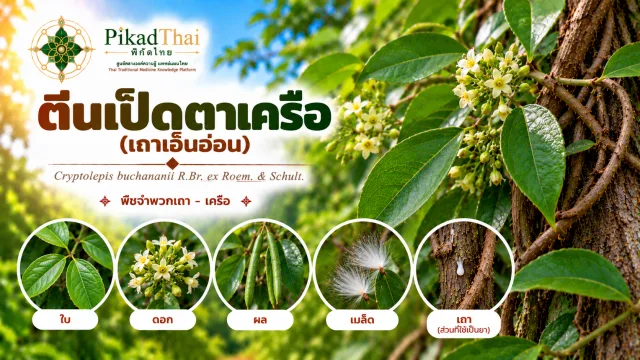 ตีนเป็ดตาเครือ (เถาเอ็นอ่อน)