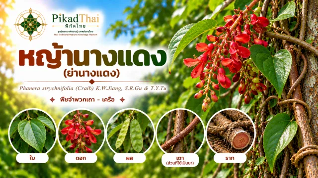 หญ้านางแดง