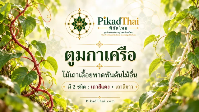 ตูมกาเครือ