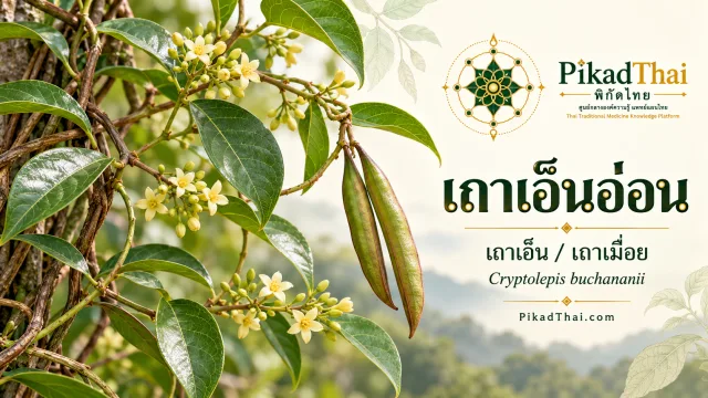 เถาเอ็นอ่อน (เถาเอ็น / เถาเมื่อย)