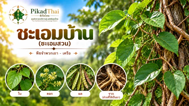 ชะเอมบ้าน