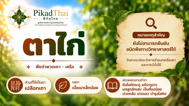 ตาไก่