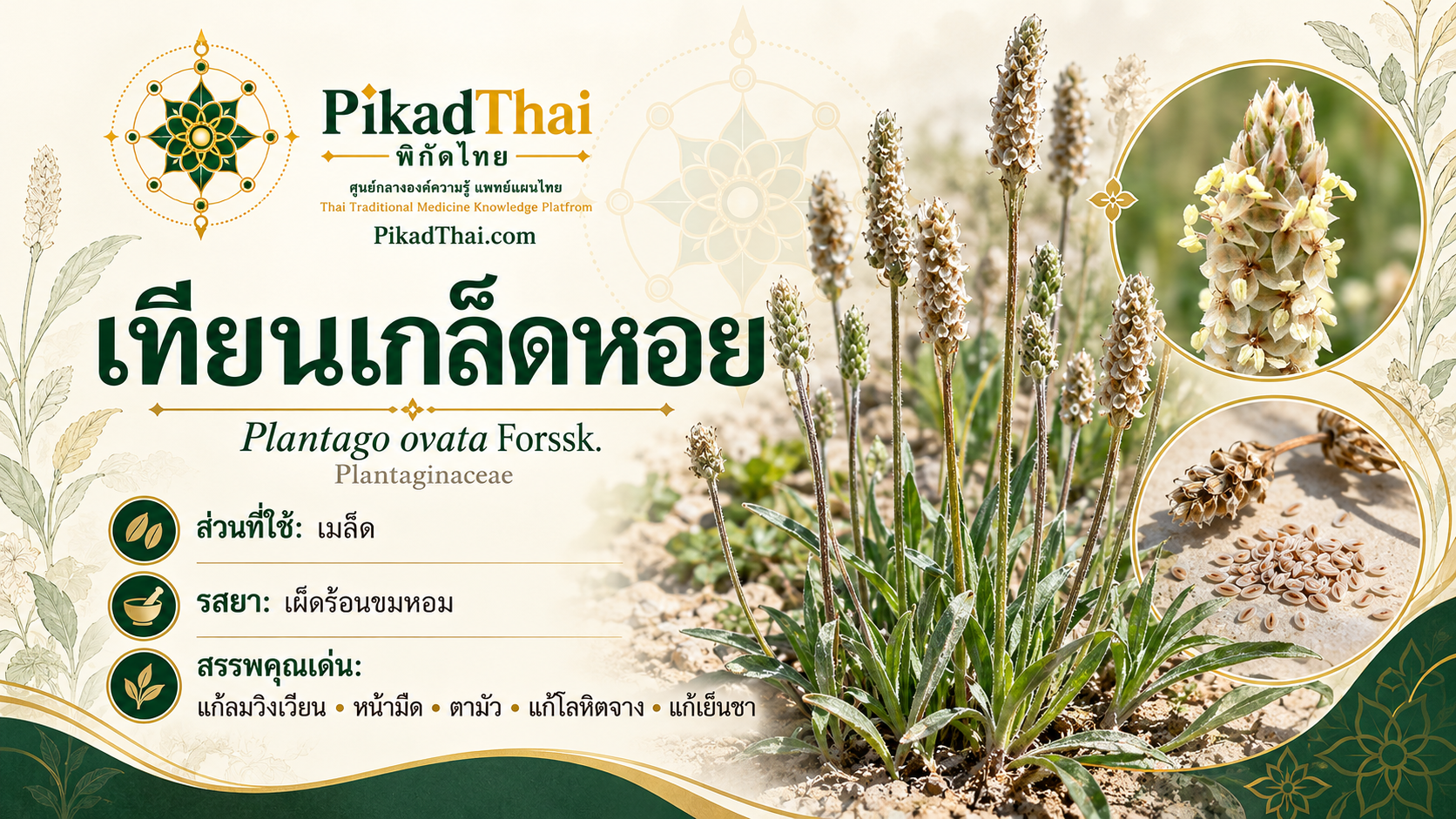 เทียนเกล็ดหอย