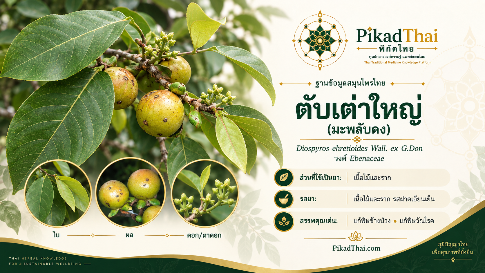ตับเต่าใหญ่