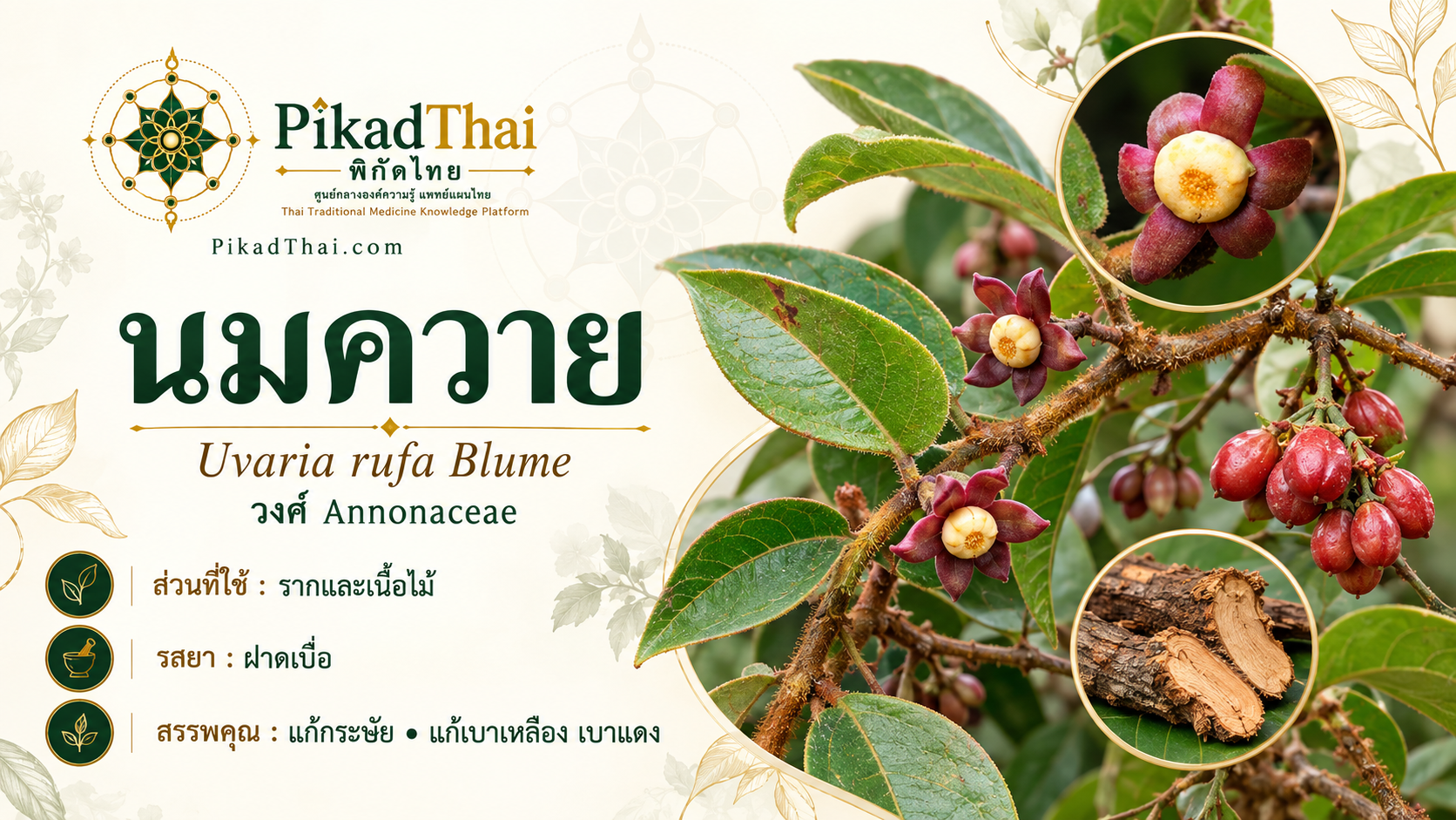 นมควาย