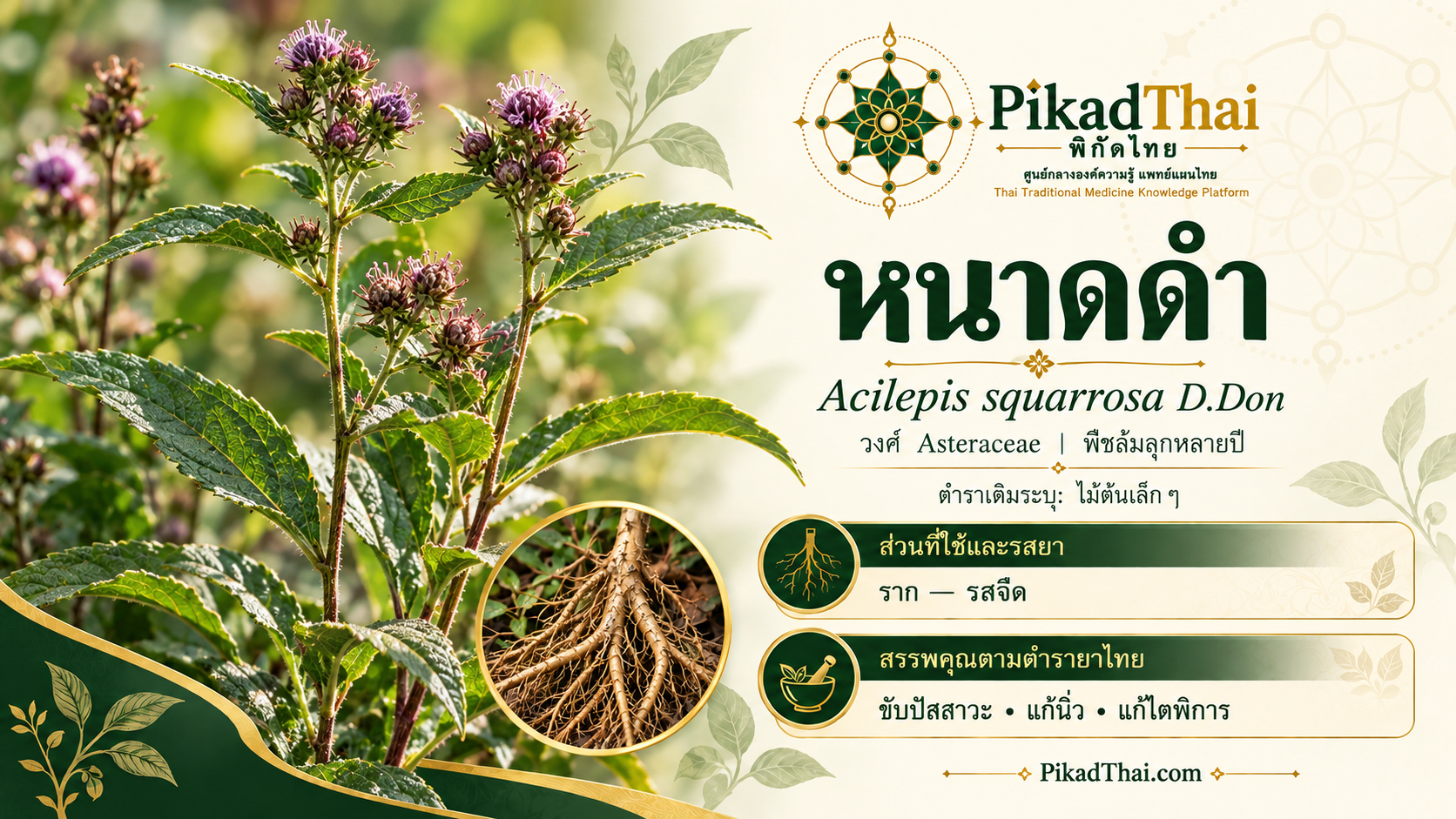 หนาดดำ