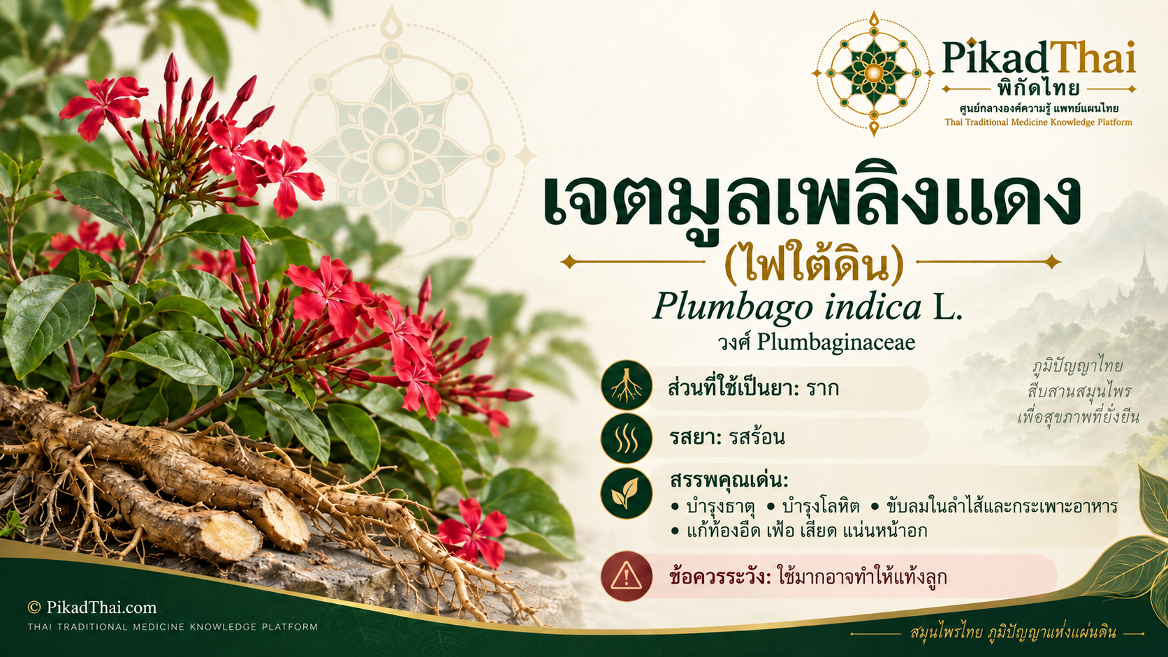 เจตมูลเพลิงแดง (ไฟใต้ดิน)