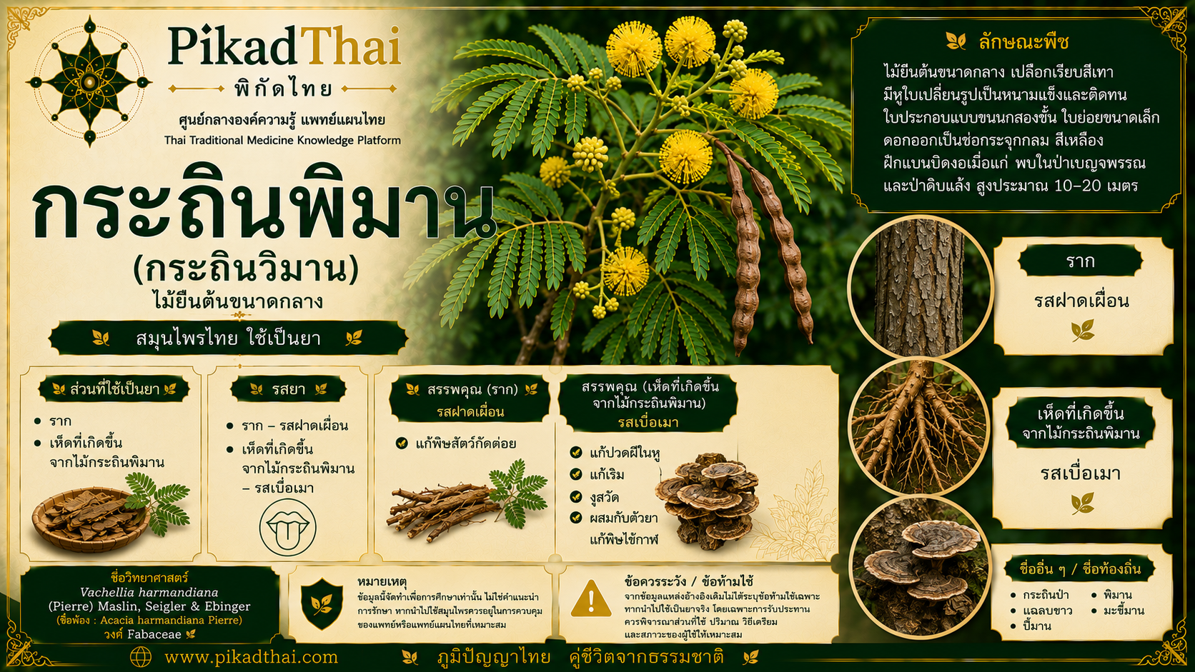 กระถินพิมาน