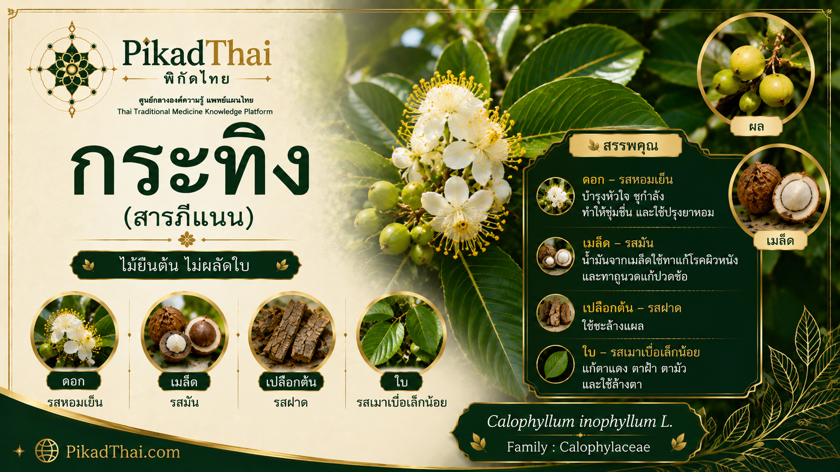 กระทิง
