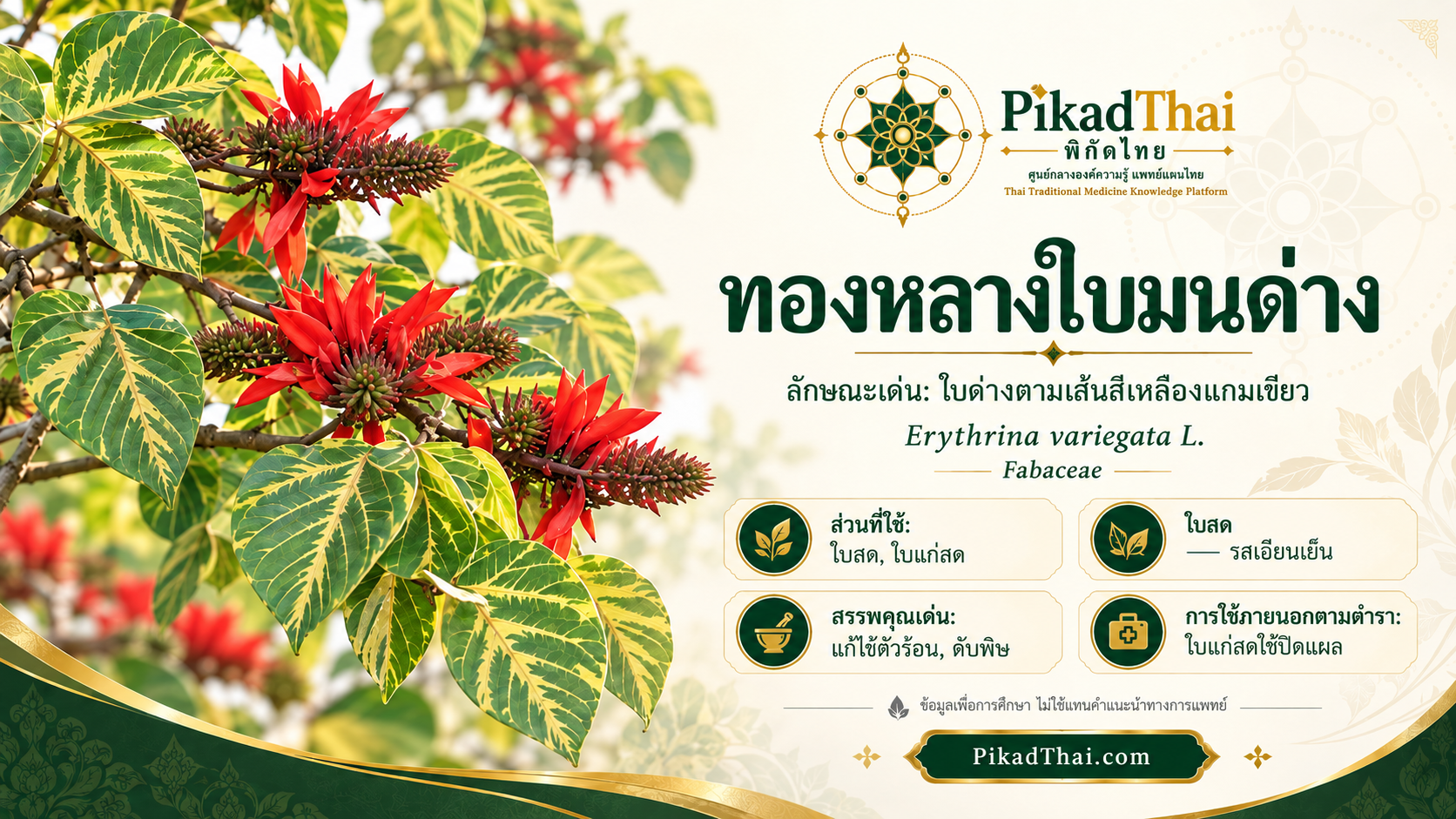 ทองหลางใบมนด่าง