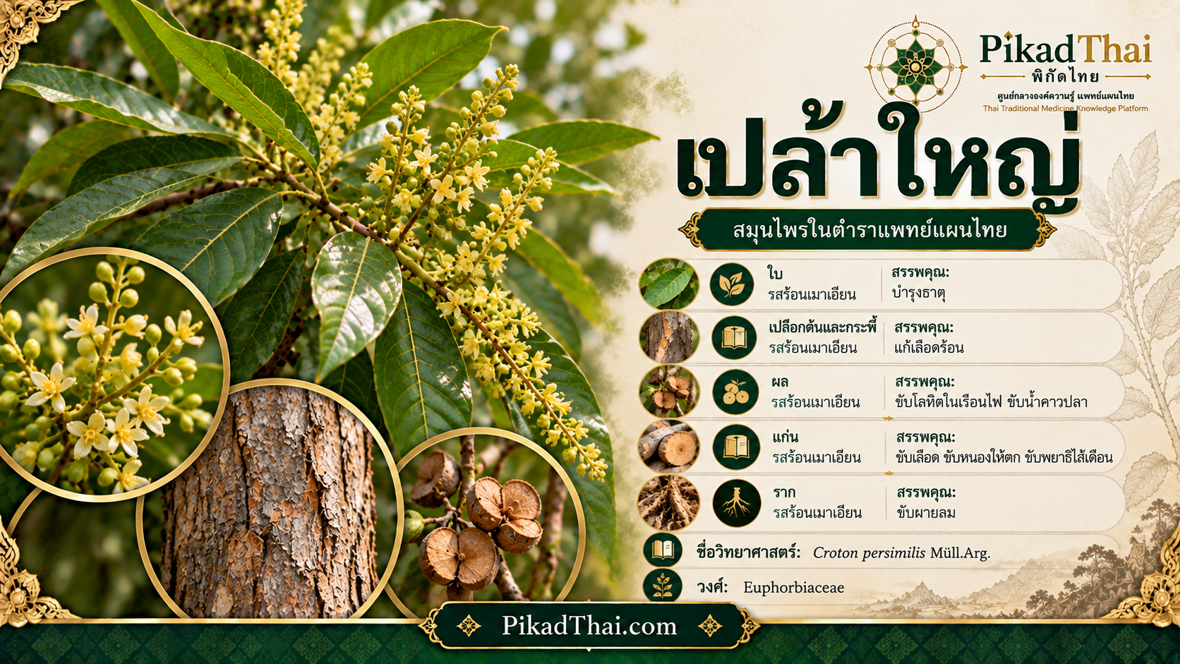 เปล้าใหญ่