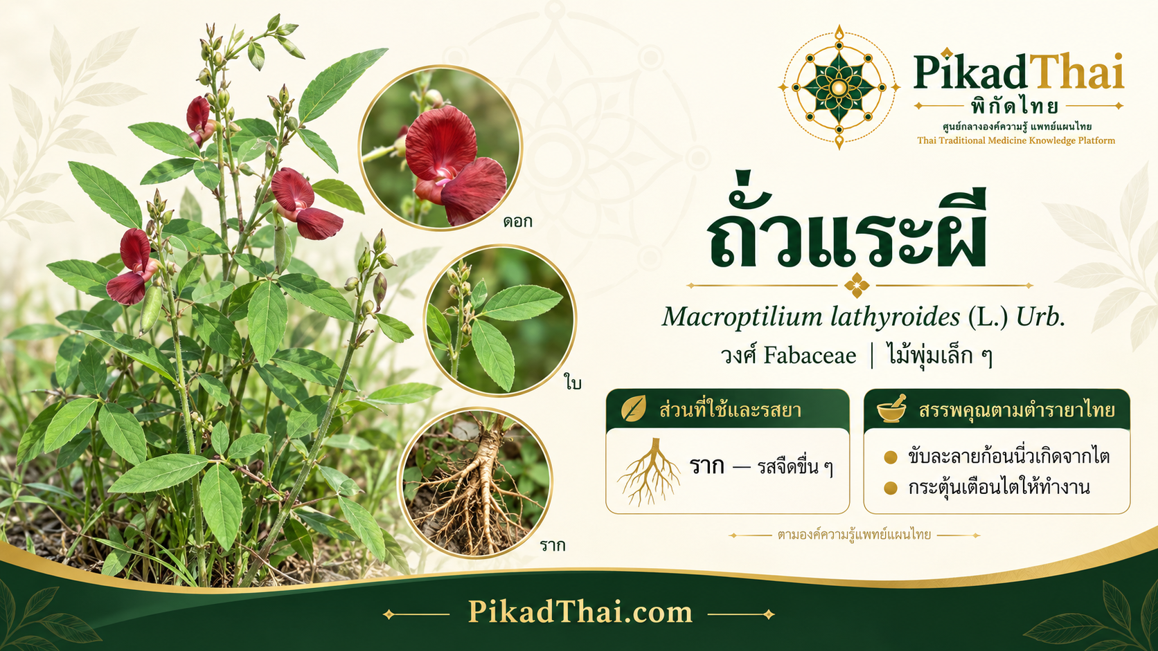 ถั่วแระผี