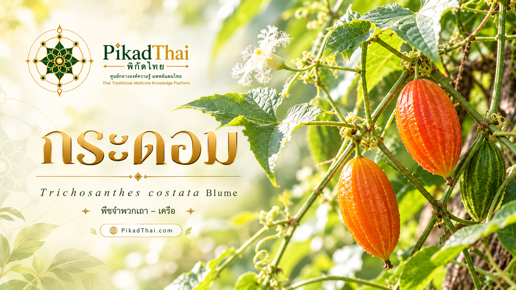 กระดอม