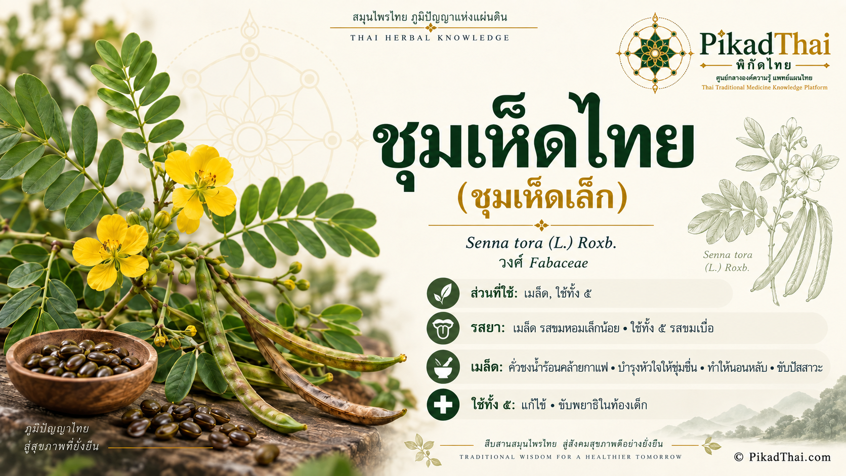 ชุมเห็ดไทย (ชุมเห็ดเล็ก)