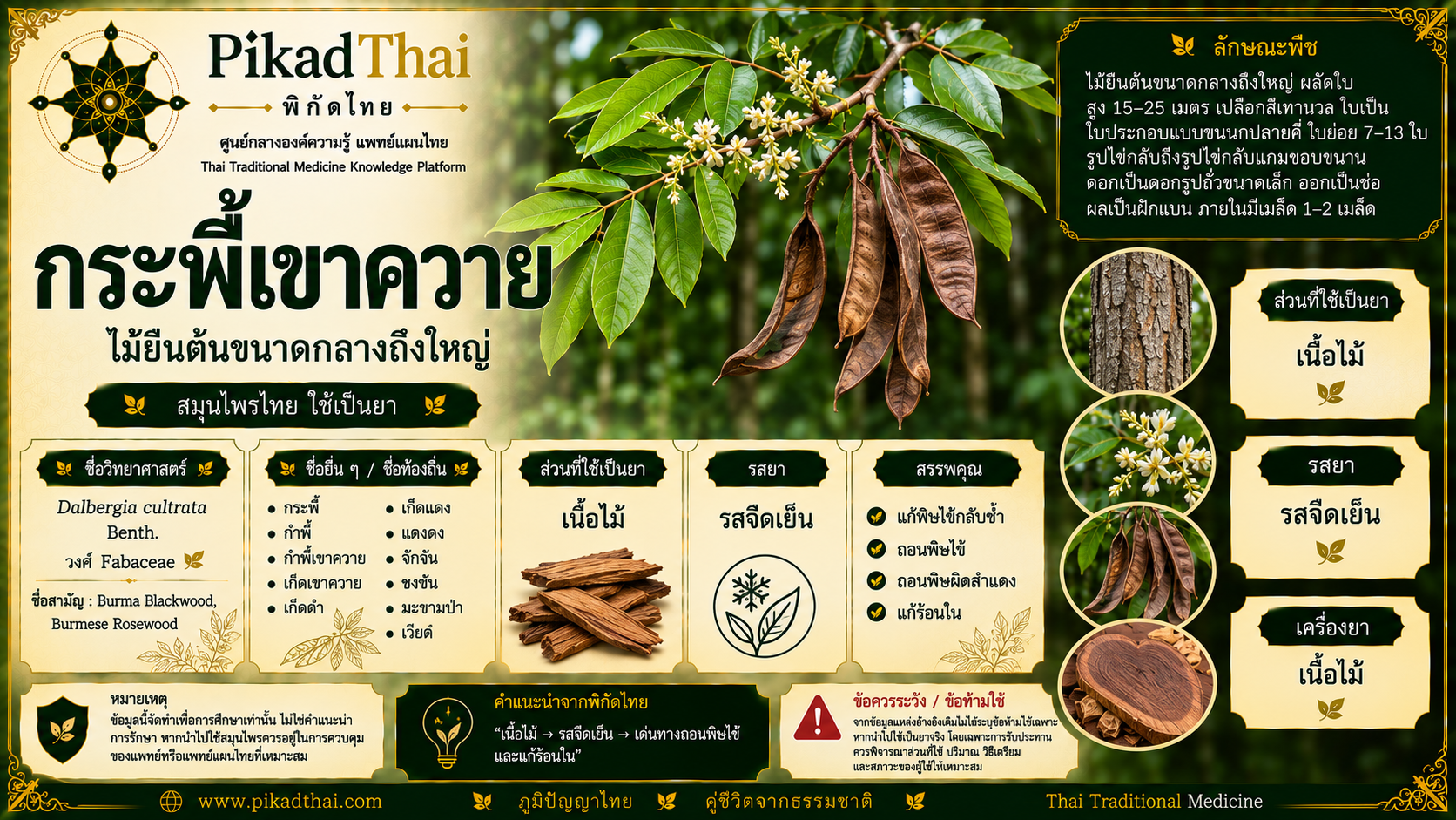 กระพี้เขาควาย