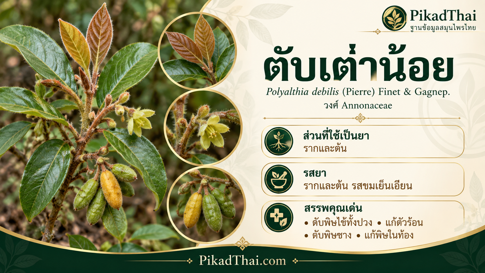 ตับเต่าน้อย