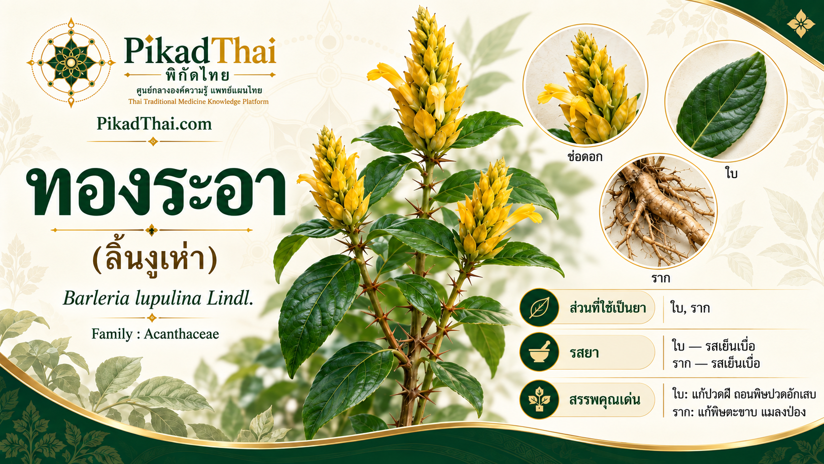 ทองระอา (ลิ้นงูเห่า)