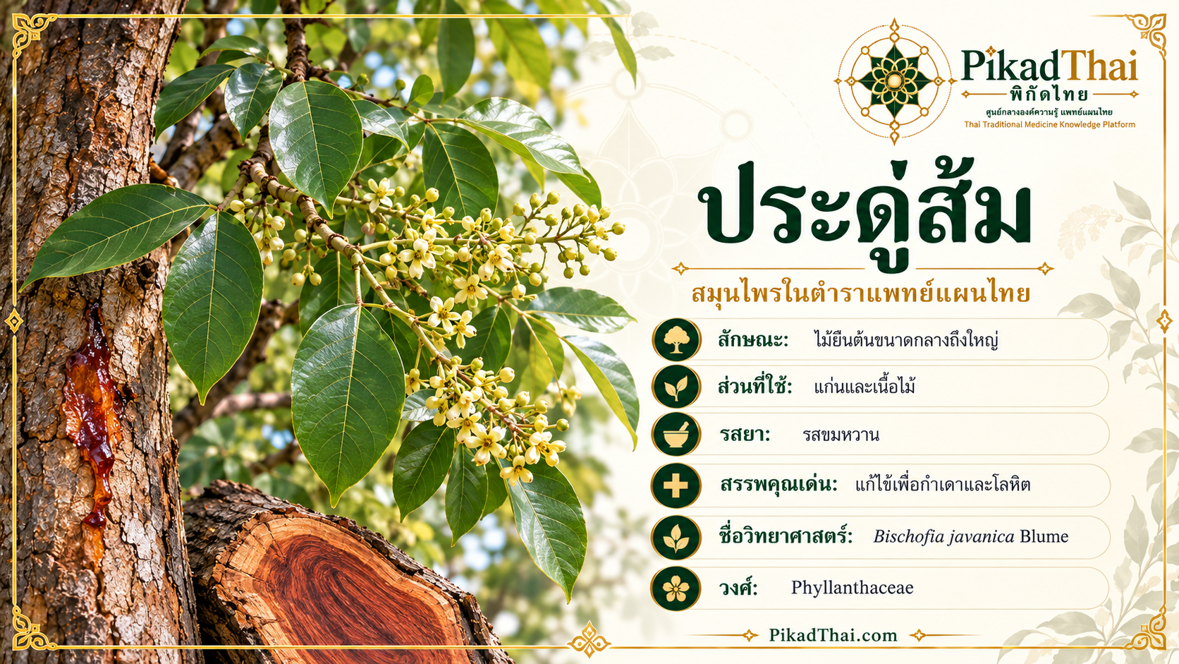 ประดู่ส้ม