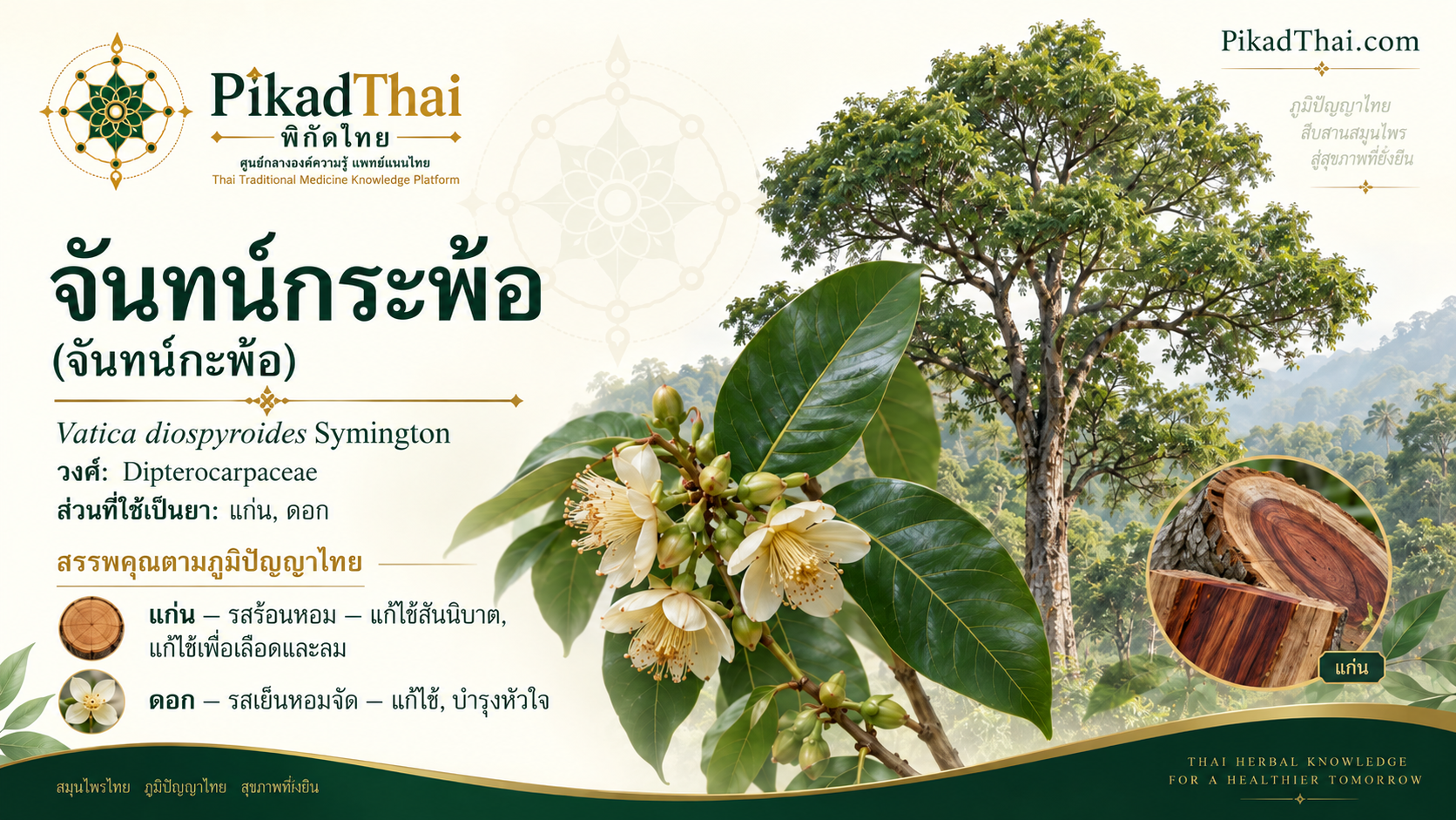 จันทน์กระพ้อ