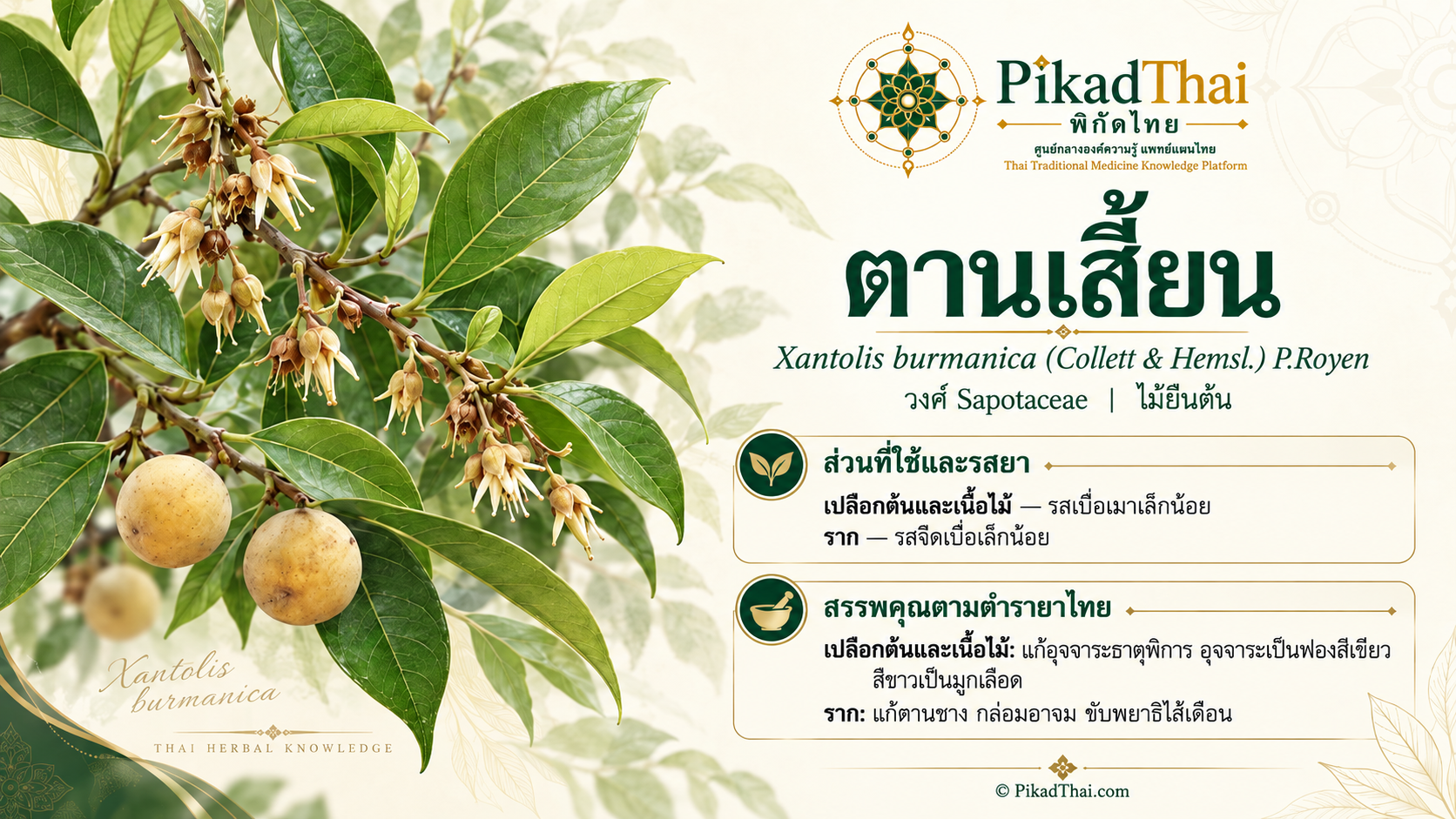 ตานเสี้ยน