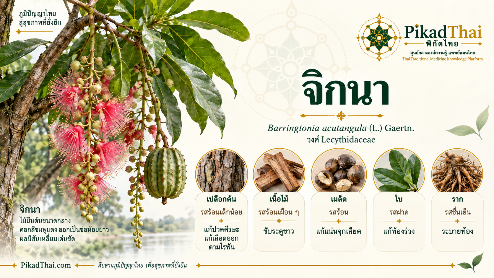 จิกนา