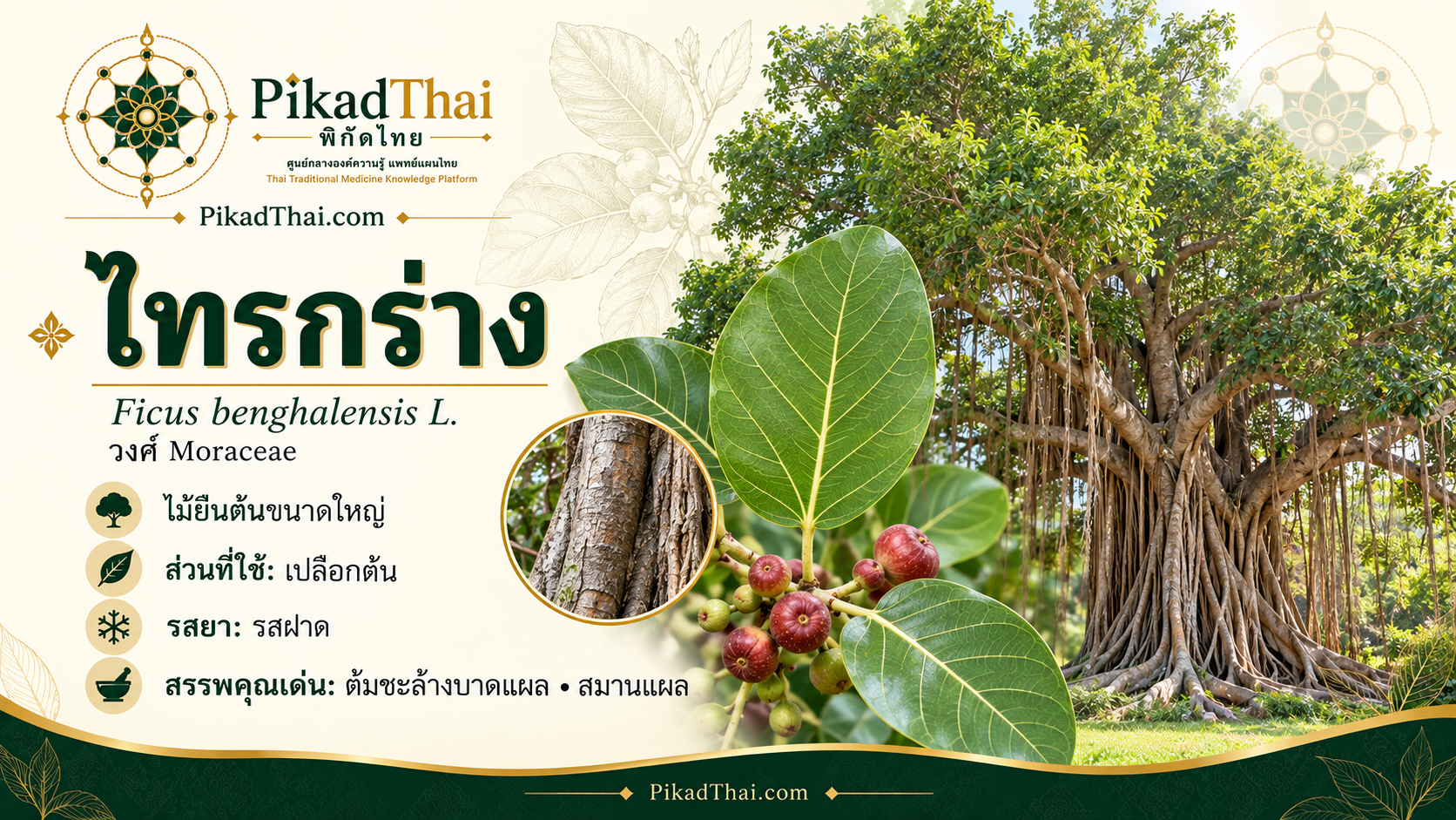 ไทรกร่าง