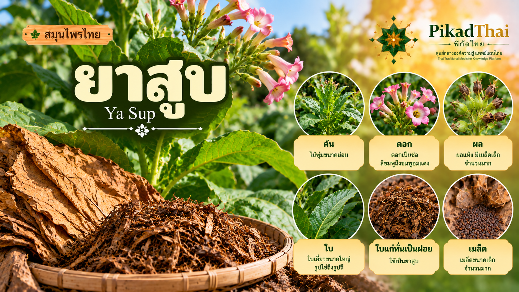 ยาสูบ
